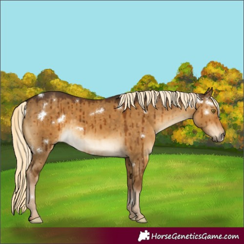 Horse Color:White Spotted Chocolate Palomino Dun Rabicano Brindle