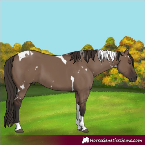 Horse Color:White Spotted Liver Red Dun Tobiano