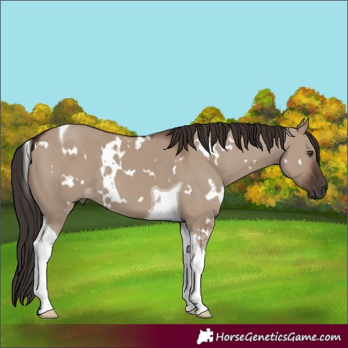 Horse Color:White Spotted Liver Red Dun Tobiano