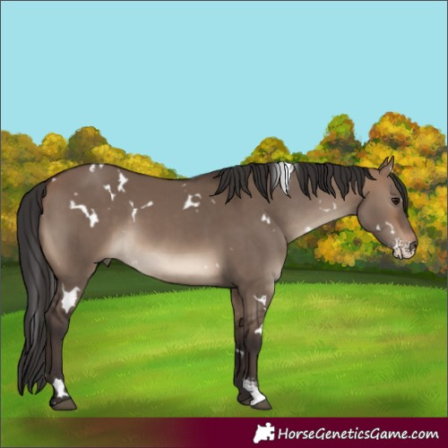 Horse Color:White Spotted Brown Dun Sabino