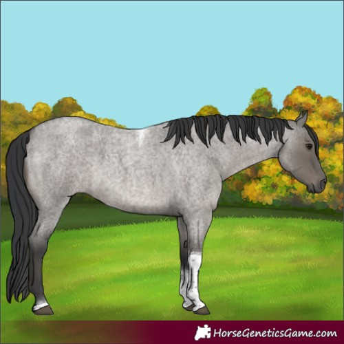 Horse Color:Grullo Roan Tobiano