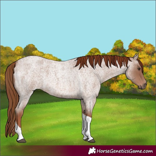 Horse Color:Red Roan Tobiano 