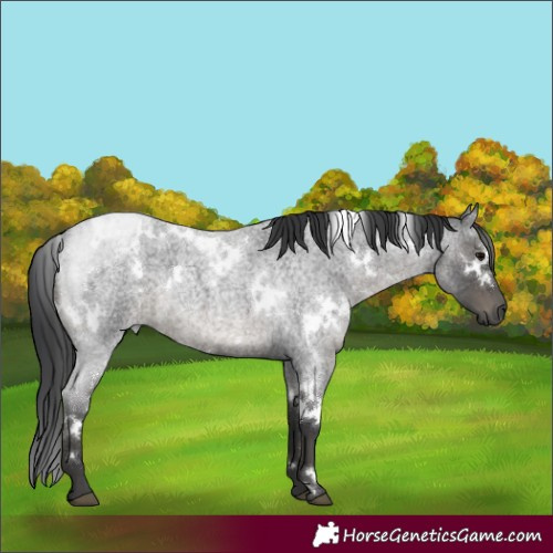 Horse Color:White Spotted Blue Roan