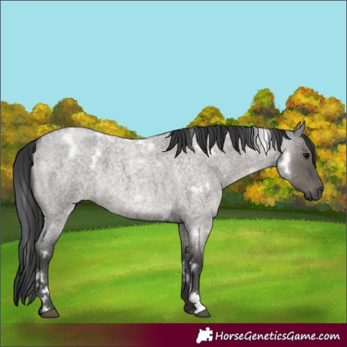 Horse Color:White Spotted Grullo Roan