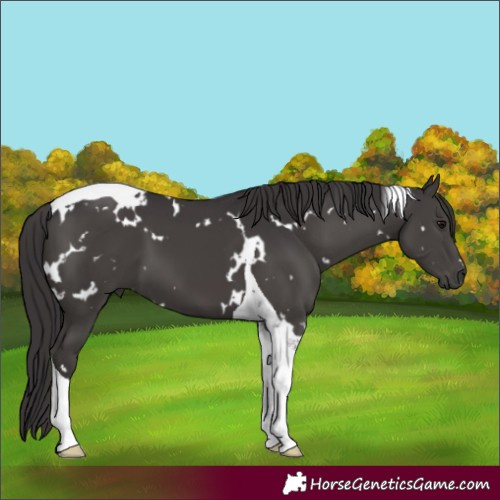 Horse Color:White Spotted Smoky Black Tobiano