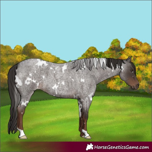 Horse Color:White Spotted Liver Red Roan