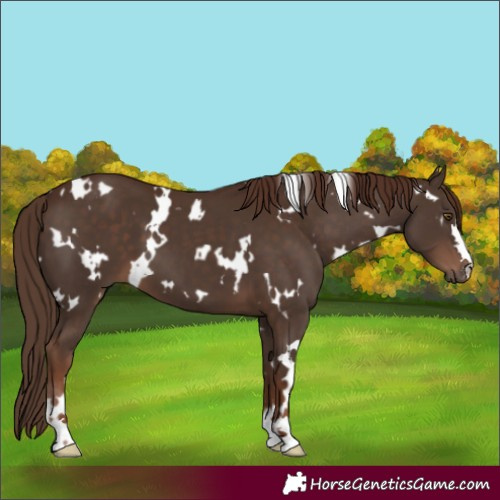 Horse Color:White Spotted Liver Chestnut 