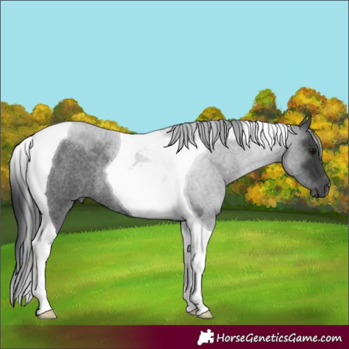 Horse Color:Blue Roan Tobiano Rabicano 