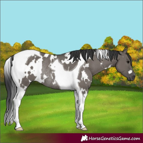 Horse Color:White Spotted Grullo Tobiano Rabicano