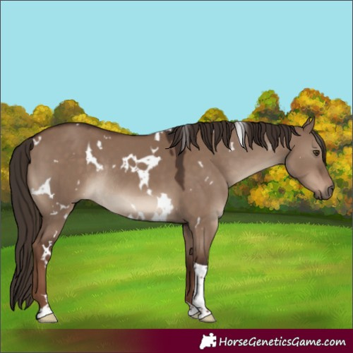 Horse Color:White Spotted Liver Red Dun Tobiano Rabicano 