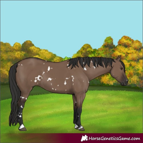 Horse Color:White Spotted Liver Red Dun 