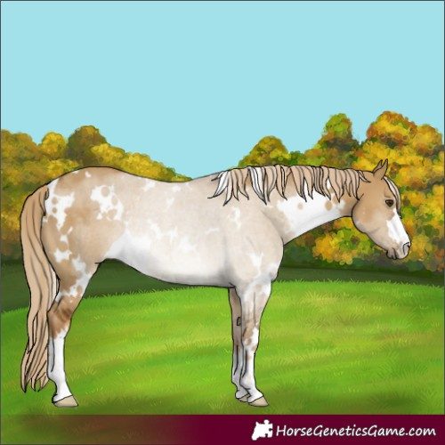 Horse Color:White Spotted Chocolate Palomino Dun Rabicano