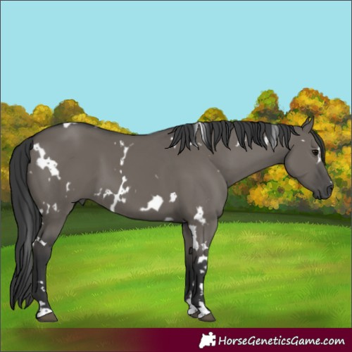 Horse Color:White Spotted Grullo 
