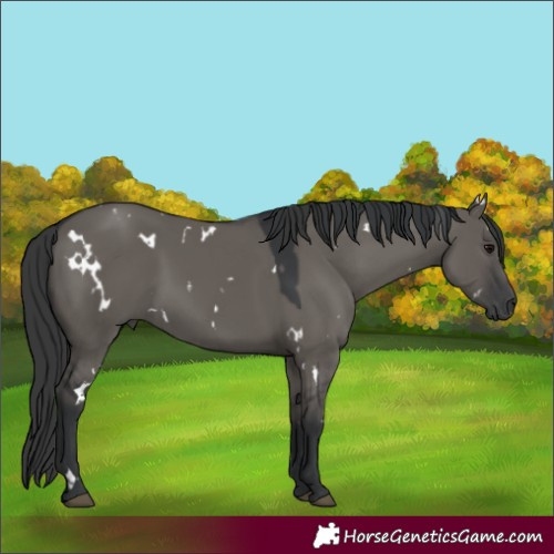 Horse Color:White Spotted Grullo 