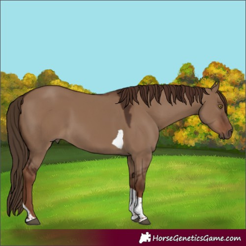 Horse Color:Liver Red Dun Tobiano Rabicano 