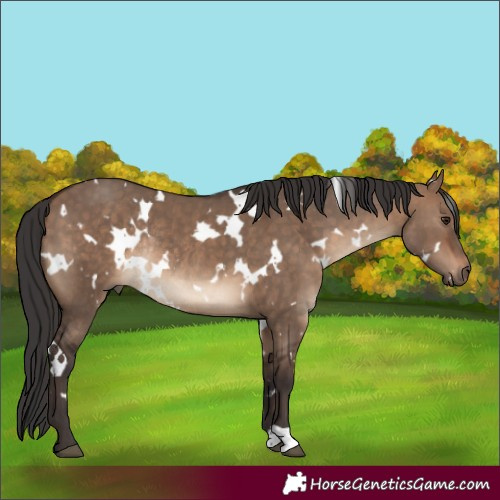 Horse Color:White Spotted Brown Dun Rabicano
