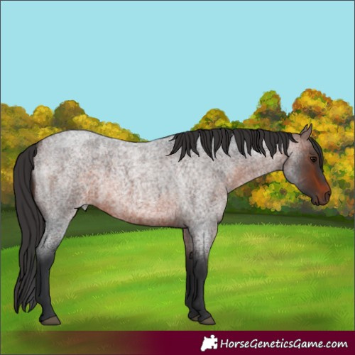 Horse Color:Brown Roan 