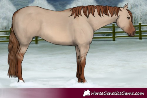 Horse Color:Red Dun