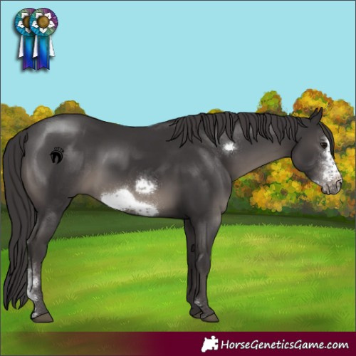 Horse Color:Smoky Black Sabino Frame