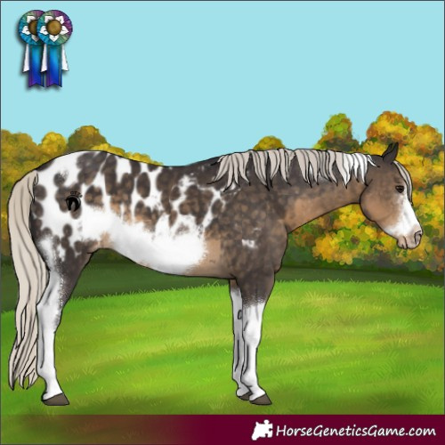 Horse Color:Silver Smoky Black Sabino Tobiano Frame Appaloosa