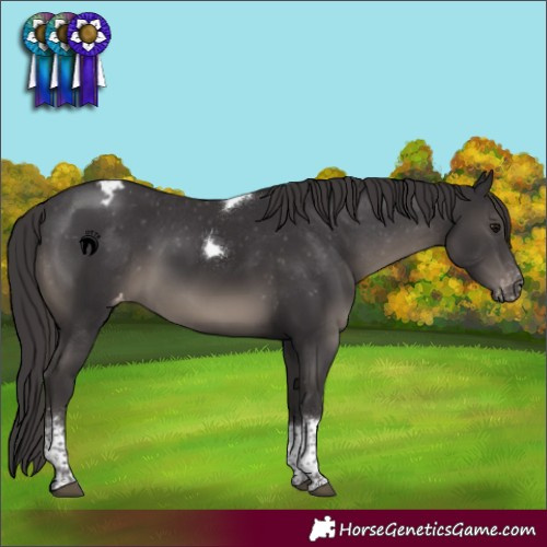 Horse Color:Smoky Black Sabino Tobiano Appaloosa Rabicano 