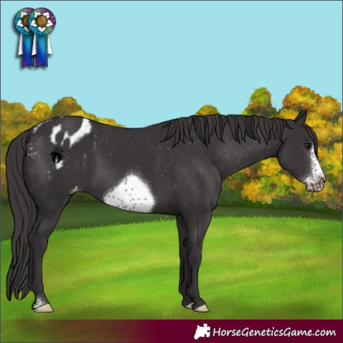 Horse Color:Smoky Black Sabino Frame Appaloosa Rabicano