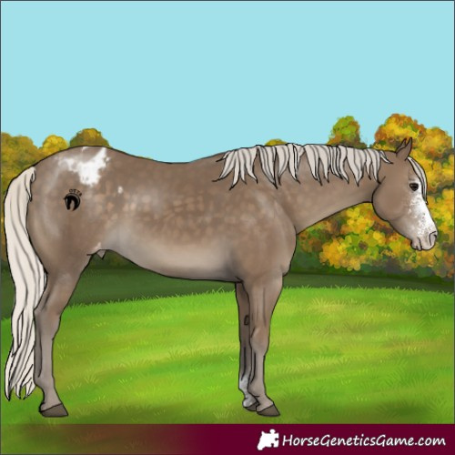 Horse Color:Silver Smoky Black Sabino Appaloosa Rabicano
