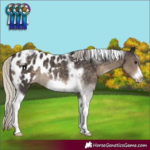 Horse Color:Silver Smoky Black Tobiano Frame Appaloosa Rabicano