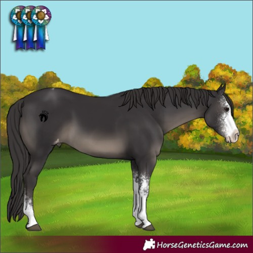 Horse Color:Smoky Black Sabino Appaloosa