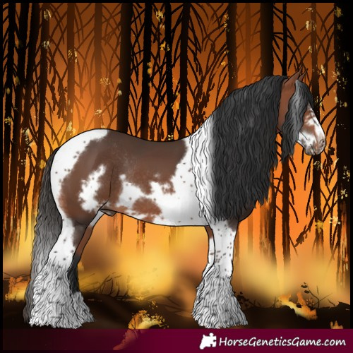 Horse Color:Bay Tobiano Frame Rabicano 