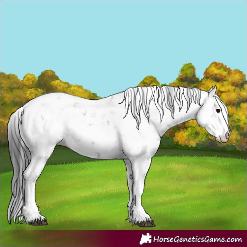 Horse Color:Grullo Sabino