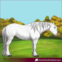 Horse Color:Grullo Sabino 