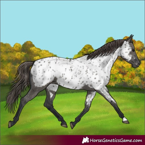 Horse Color:Grullo Appaloosa 