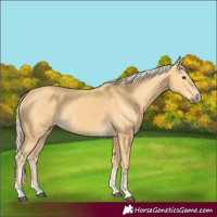 Horse Color:Palomino 