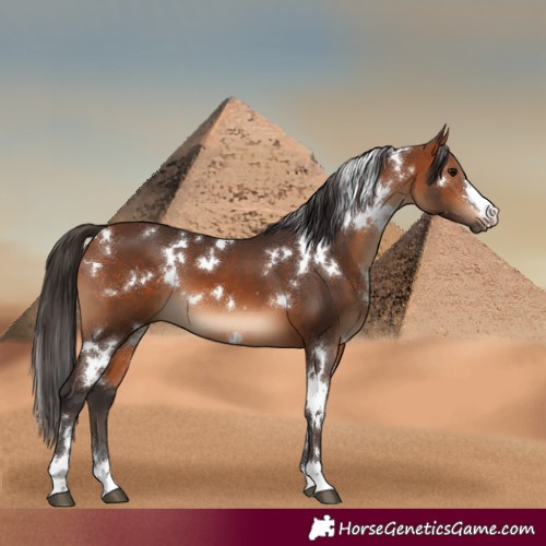 Horse Color:White Spotted Bay