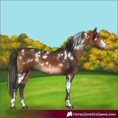 Horse Color:White Spotted Bay