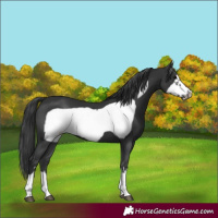 Horse Color:Black Frame