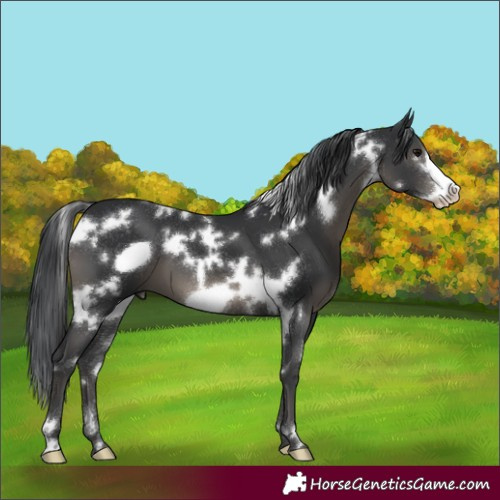 Horse Color:White Spotted Black Frame