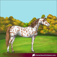 Horse Color:Chestnut Appaloosa
