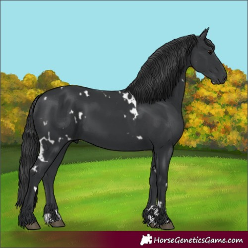 Horse Color:Unknown 