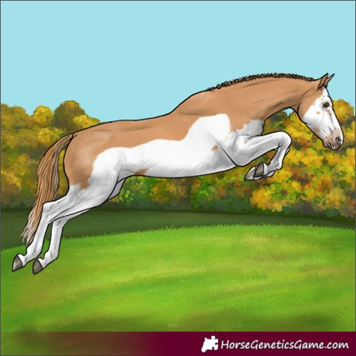 Horse Color:Chestnut Splash Frame 