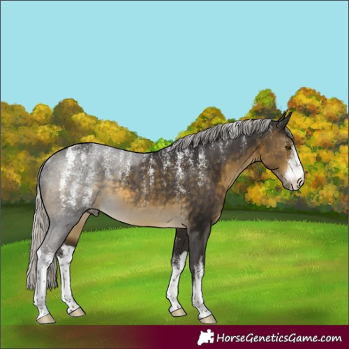 Horse Color:Powder White White Spotted Silver Buckskin Rabicano 