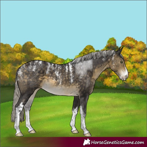 Horse Color:Powder White White Spotted Silver Buckskin