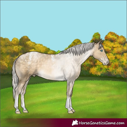 Horse Color:Powder White Silver Buckskin Snowdrop Tobiano Rabicano 