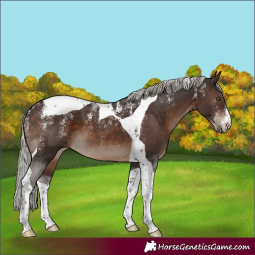 Horse Color:Powder White Silver Brown Tobiano 