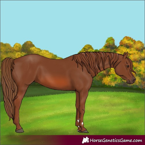 Horse Color:Unknown 