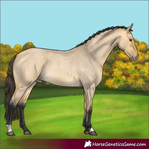 Horse Color:Buckskin Roan Dun 