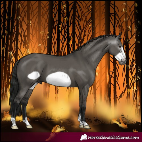 Horse Color:Gray Smoky Grullo Frame 