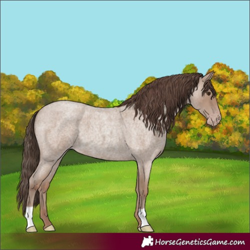 Horse Color:Classic Champagne Roan