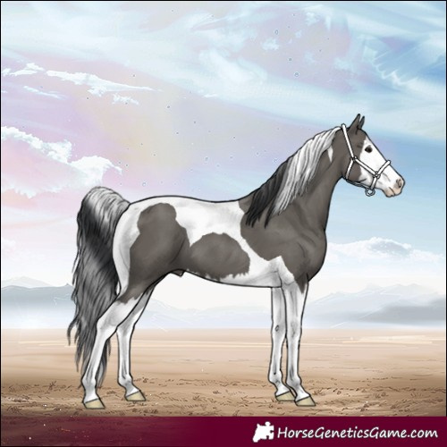 Horse Color:Grullo Splash Tobiano
